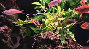 Relaxing Fish Tank Video In 1080p The Copper Fish Tank Hd Fish Tank Video Aquarium Screensaver
