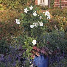 We will discuss the difference between dipladenia and mandevilla so you can decide which of these amazing flowering vines is the best option for your garden. How To Grow Mandevilla Garden Gate