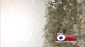 Dial one franklynn pest control maintains a. Dial One Franklynn Pest Control Home Facebook