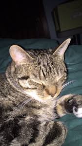 my beautiful kitten nuggets from sydney a c thanks submit your best cat pictures here bayi hewan lucu hewan bayi hewan