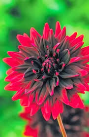 Blog Not Found Beautiful Flowers Amazing Flowers Plants