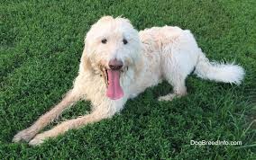 Find labradoodle dogs and puppies from alabama breeders. Labradoodle Dog Breed Information And Pictures