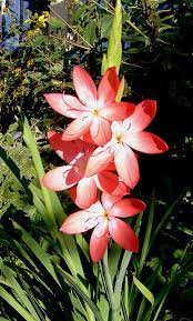 Another Garden Surprise South African Flowers African Plants Flowers Uk