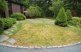 The key to creating a successful lawn from sod is if the reason you are laying down new sod is that the old lawn died, full stop. How To Revive Yellow Dying Sod Lovetoknow