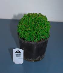 Image result for Cuviera semseii