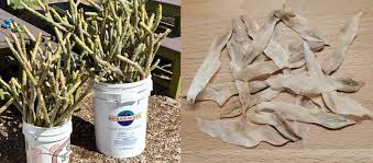 These flowers are famously recognized in hawaiian leis and are easy to grow in our southern california climate. July 11 2021 Virtual Members In Person Meeting Propagating Plumeria From Cuttings And Seeds Southern California Plumeria Society