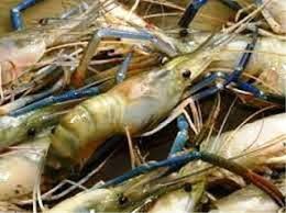 Trip mancing hari mingggu lokasi cantelan cilacap buat mancing udang galah pakai umpan hati ayam.alhamdulillah dapat walaupun hanya satu.tetap pantengin. Cara Mancing Udang Galah Spotmancing Com