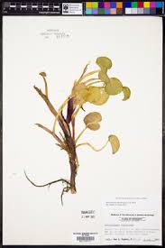 Image result for Heteranthera callifolia