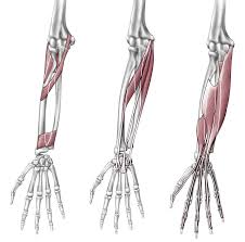 Here, we will discuss the anterior compartment of the forearm in the setting of their a neat little trick to learn the superficial muscles of the forearm is to use your fingers as the guide. Elbow And Forearm Orthogate Press