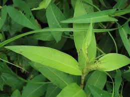 Image result for Persicaria barbata