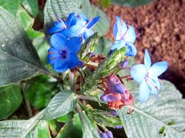 Image result for Eranthemum pulchellum