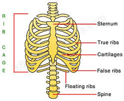 Your rib cage defines your body's thoracic region, and includes your sternum, your 12 thoracic vertebrae and 12 pairs of ribs. Human Skeletal System Human Body Facts Skeleton Bones Facts Human Skeletal System Human Ribs Human Rib Cage