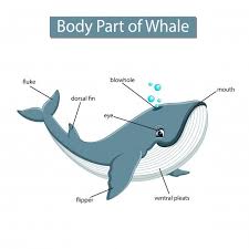 Diagrama Que Muestra Parte Del Cuerpo De La Ballena Vector Premium Premium Vector Freepik Vector Etiqueta Ballena Verduras En Ingles 150 Frases En Ingles