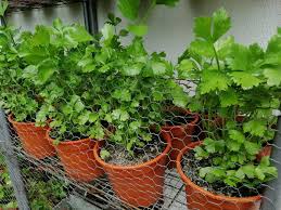 Ketumbar juga dikenal dengan nama coriander atau. Cara Tanam Daun Sup Dari Biji Benih 2 Minggu Dah Merimbun Naiknya Vanilla Kismis