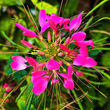 Image result for Cleome houtteana
