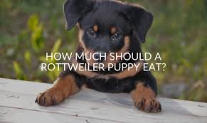 By 6 weeks, most puppies are weaned and eating on their own as long as around 4 weeks of age, many mother dogs become reluctant to nurse their puppies, which now when the mother dog stops feeding her litter, the breeder offers dry puppy food, moistened with a. How Much Should A Rottweiler Puppy Eat Jubilant Pups