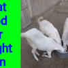 Get info of suppliers, manufacturers, exporters, traders of goat feed for buying in india. 1