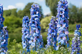 Maybe you would like to learn more about one of these? 12 Best Plants For An English Garden