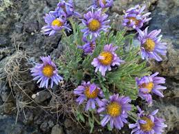 We discover more about the cannabis industry in the state of oregon and speak with steve marks, from the liquor commission in oregon about how to obtain a growing license and the in teachings of the garden sage, with david robinson we talk flower rot. Native Plants Weeds Friends And Neighbors Of Deschutes Canyon Area