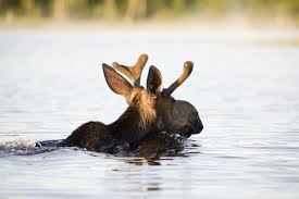 New Hampshire Is Filled With Wildlife And Ocean Creatures You Never Know What You Re Going To See When You Come Here Ocean Creatures Majestic Animals Animals