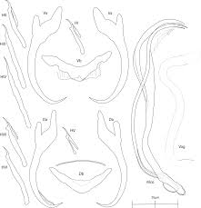 Check spelling or type a new query. Two New Species Of Annulotrema Monogenea Dactylogyridae From Hydrocynus Vittatus Characiformes Alestidae In Lake Kariba Zimbabwe Journal Of Helminthology Cambridge Core