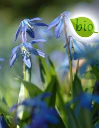Scilla thrive in a variety of light conditions, from full sun to partial shade to dappled shade. Scilla Siberica Bio Sibirischer Blaustern Kaufen De Warande Starkezwiebeln De