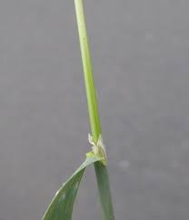 Image result for Agrostis continuata
