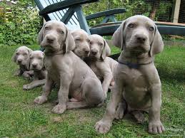 Image result for výmarský krátkosrstý ohař