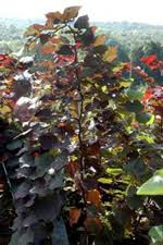 Ruby falls redbud tree cercis canadensis 'ruby falls' pp22097. Ruby Falls Redbud Introduced As New Variety Nursery Management