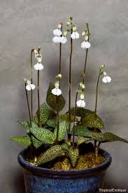 Image result for Cheirostylis