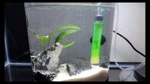 As we have seen, there are many different options. Diy Mini Filter For My 1 1g Betta Tank Youtube