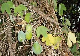 Image result for Passiflora subpeltata