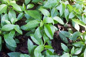 Image result for Gynura