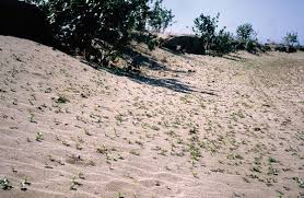 Image result for Trianthema salsoloides