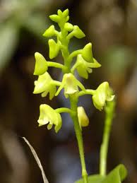 Image result for Polystachya bicarinata