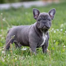 Blue and tan french bulldog stud ship overnight for an ai the next morning 15 years experience and thousands of successful litters. Our Dogs French Bulldog Breed