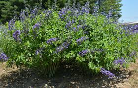 Image result for Baphia speciosa
