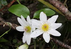 When to transplant or move clematis vine****thank you for watching today! Clematis Paniculata Wikipedia