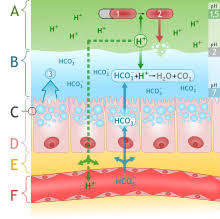 Hydrochloric Acid Wikipedia