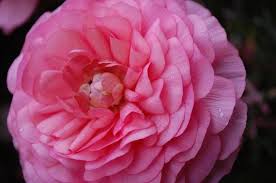 This Item Is Unavailable Etsy Rose Wall Art Hanging Art Nature Design