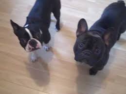 We did not find results for: Boston Terrier Oreo French Bulldog Luka Youtube
