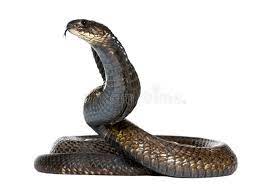 Egyptian Cobra Naja Haje In Front Of A White Background Spon Naja Cobra Egyptian Haje Background Ad Snake Black Mamba Snake Png Images