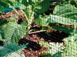 Our lighter duty bird netting is perfect for. Protect Your Harvest Use Garden Netting To Keep Birds Away Bird B Gone Inc