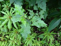 Image result for Solanum anguivi