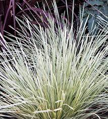 The last photo is probably the most accurate. Lomandra Platinum Beauty Sunset Western Garden Collection