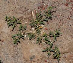 Image result for Gisekiaceae