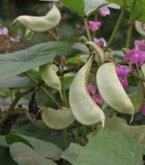 Image result for Lablab