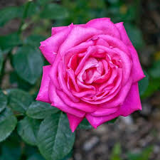 We did not find results for: Photo Of The Bloom Of Rose Rosa Miss All American Beauty Posted By Mike Garden Org