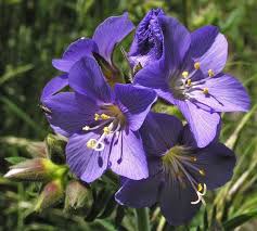 Image result for Polemoniaceae