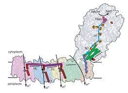Protonenpumpe, mechanismus der salzsäureproduktion im magen, wobei für jedes sezernierte proton ein kaliumion in die belegzellen hineingepumpt wird. Protonenpumpe Sorgt Fur Energie Aus Nahrung Und Sauerstoff Unsere Forschung Paul Scherrer Institut Psi
